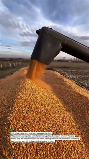 Corn Harvest Up Close with a Combine Header #CornHarvest #FarmingUSA #AgriTech