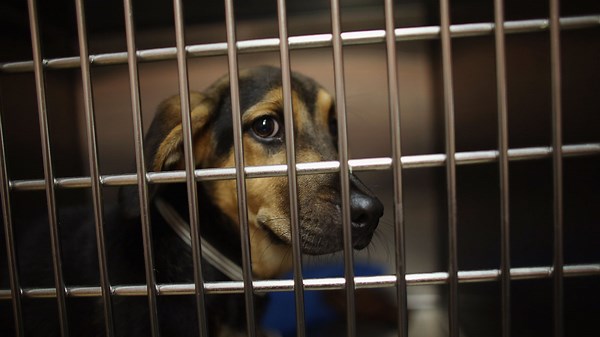 Greensburg Decatur County Animal Shelter evacuates due to flooding