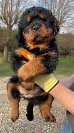 Nothing beats Rottweiler puppies ❤️