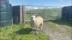 🎥Consignment from A Wynne Davies, Bronallt For the Lleyn Sheep Sale this Monday 2nd September Catalogue available via the link below https://www.ruthinfarmers.co.uk/_files/ugd/59d5d8_369cc66d52744897b0e2e222bc1b5183.pdf All enquiries, contact us on 01824705000 | Ruthin Farmers Auction Co Ltd