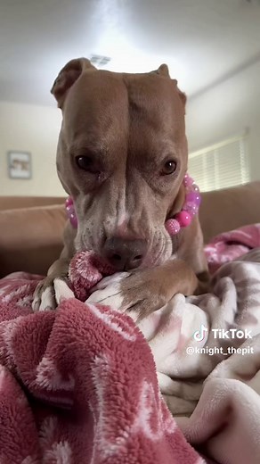 7 Fun Facts About Pit Bulls You Should Know