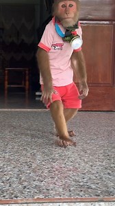 1.6K views · 48 reactions | Unbelievable! Monkey using phone  . #reels #funny #fyp #adorable #animal #monkey #babymonkey #animals #fblifestyle #reelviral | Slingshot ride | Facebook