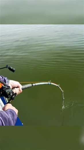 Catfishing Adventures: Chasing Giant Catfish