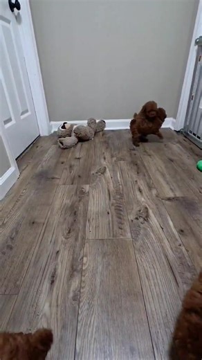 AKC toy poodles males and females! https://my.gooddog.com/spinks-poodles-alabama www.spinkspuppiesofalabama.com | Spinks Puppies of Alabama | Facebook