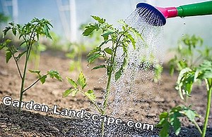 Plants: Magnolia: Detect and combat diseases and pests | 2025