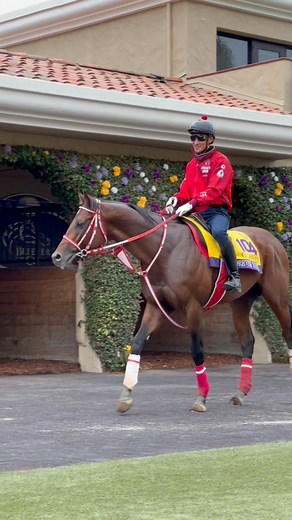 21K views · 811 reactions | All eyes on Forever Young フォーエバーヤング as he scopes out the Del Mar Paddock ahead of the Breeders' Cup World Championships. | Del Mar Racing | Facebook