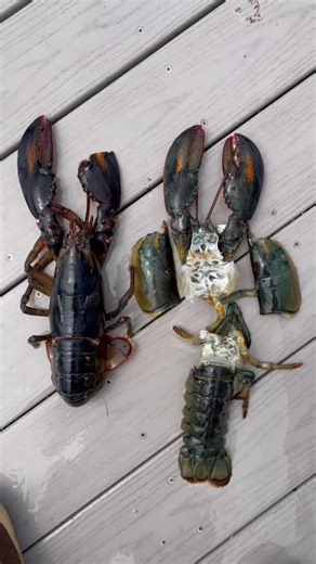 5.5K views · 22 reactions | Soft Shell Lobster also know as a shedder! 咽 | Blake Haass | Facebook