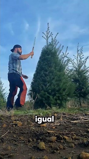 The truth behind Christmas trees