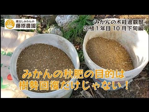 みかんの秋肥のやり方。目的や施肥量についても公開します。苗木成長観察。～定植１年目9月下旬編～