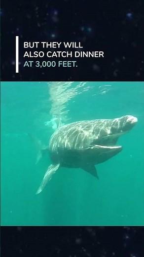 Basking sharks dive deeper than we thought!