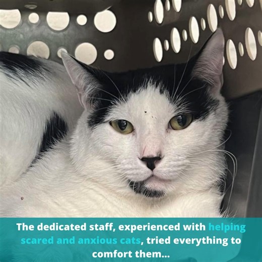 3.7K views · 202 reactions | Meet Corazon, a striking three-year-old cat, and his one-year-old son, Cuchito. When they first arrived at the shelter, they were emotionally distant, two frightened souls hiding in the corners, refusing treats and responding with defensive hisses... | Cats And Kittens | Facebook