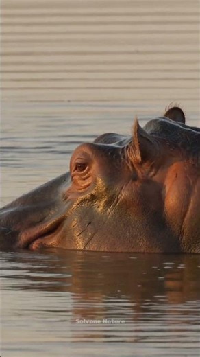 Watch Up Close as a Giant Hippo Grunts and Steps Ashore #naturelovers #shorts