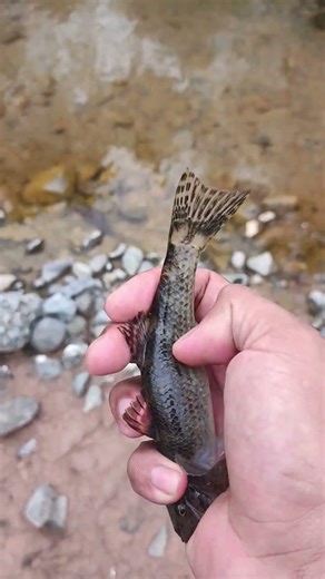 Looks like a broom" ‼️ Does anyone know what fish this is?