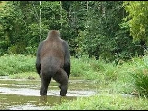 Bigfoot: The Unbelievable Truth