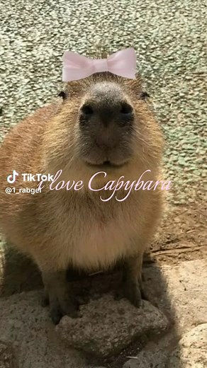 Discover Why Capybaras Make Incredible Pets