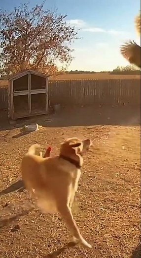 Hero Dog Saves Chicken From Hawk Attack