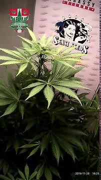 75 Days timelapse - Sensi Seeds Skunk #1