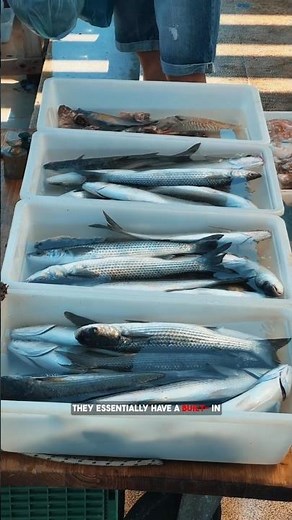 Salmon's Secret Map Across Oceans! 🐟🌊 #facts #animalintelligence #wildlifefacts