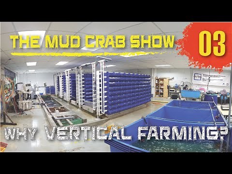 RAS Vertical Farming for Mud Crabs [ENGLISH | MALAY Subs] | Episode 3 | The Mud Crab Show
