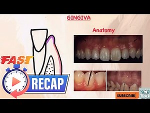 GINGIVA ANATOMY | Marginal, Attached & Interdental | Periodontology Lecture
