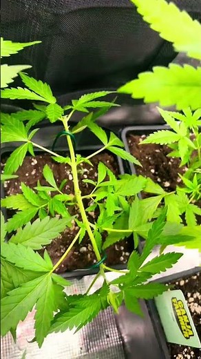 Cannabis: Secrets of the Plant #grow #upgrade