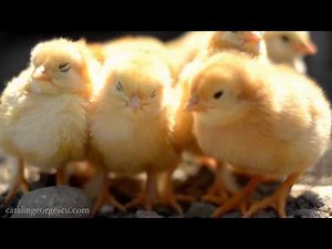ridiculously cute baby chicks