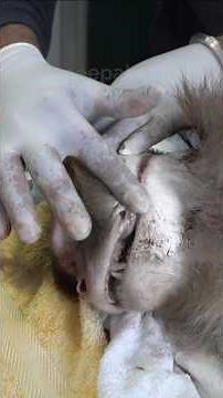 Kaafi mushkil monkey rescue #peepalfarm