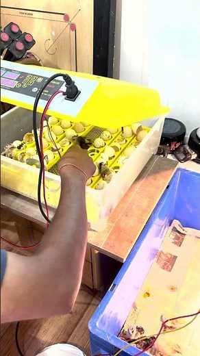 How to Hatch Eggs in automatic Egg Incubator | Check Description| Incubator for Chicken Eggs #shorts