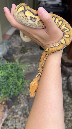 7.3K views · 313 reactions | Orange Dream Yellow Belly Stranger DG Clown 殺 | Arcandrez Ball Pythons | Facebook