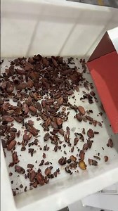 LD32 cocoa beans AI deep learning model
