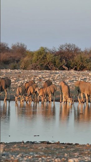 Elands at Etosha National Park in Namibia.