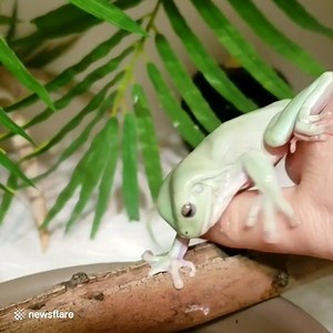 826K views · 6.4K reactions | "Please send help, my frog is trying to eat me!"  | VT | Facebook