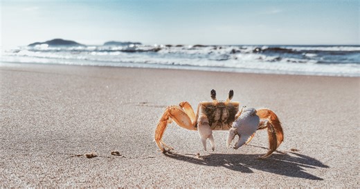 Filmmakers Sent A Robot Crab Into The Ocean, You'll Be Amazed At How The Real Crabs Responded