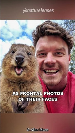 Quokka | The Happiest Animals In The World