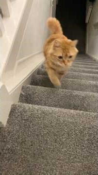 Honey runs up the stairs to me ￼#catsprotection #isleofwight