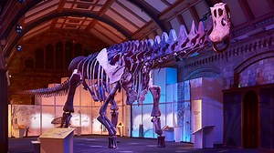 Timelapse: Assembling the world's biggest dinosaur skeleton