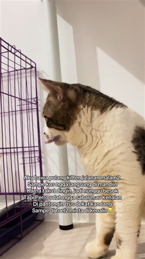 Momen Menggemaskan Kucing Kenalan Baru