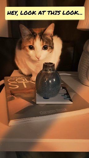 1.4K views | Laura gives me ONE look… and suddenly I’m apologising for things I haven’t even done yet  The Calico Way: silent judgement with maximum impact ✨ #calicocat #cutecat #catsoffacebook #PetsofFacebook #lauraandjasoncats | Laura and Jason Cats | Facebook