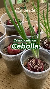 🧅 Tener cebolla en casa es más fácil de lo que crees. Puedes cultivarla desde la base que sueles desechar al cocinar. En este video te explico cómo prepararla, cuándo trasplantarla y cómo mantener la tierra para que crezca fuerte y sana. ➡ Y si quieres dominar todo el proceso de siembra, cuidado y cosecha de tus verduras, te dejo mi ebook completo en el link de mi perfil. #HuertoEnCasa #CultivarCebolla #HuertoOrgánico #HuertoCasero #HuertoUrbano #CebollaEnCasa #SiembraFácil #HuertoDesdeCero #Co