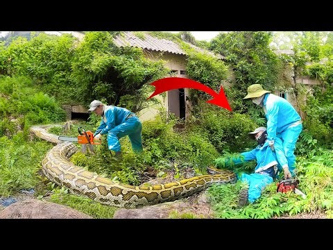 Terrifying Discovery! Cleanup Crew Encounters Giant Python Lair in Overgrown Villa | Clean Houses 94