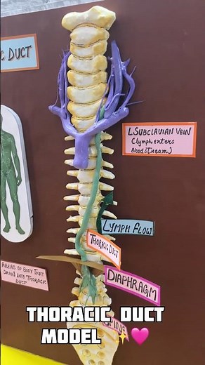 Thoracic Duct Model for School Project | Human Lymphatic System DIY | school project | komodo craft
