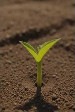 From Seed to Fruit 🌱🍎 | Plant Growth Animation #shorts