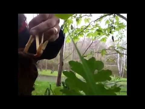 How to make bloodroot dye .