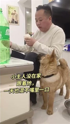 China's Village Dog: The Heartwarming Bond with a Little Master