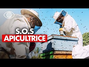 She's FIGHTING to SAVE her HONEY and her BEES - Full Report - AMP