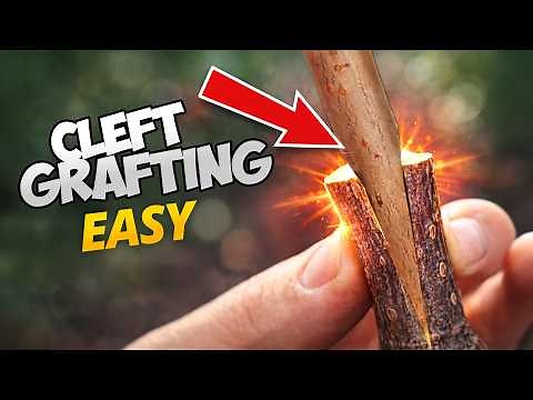 Fruit Tree Grafting Step-by-Step | Cleft Graft Method + Before & After Results