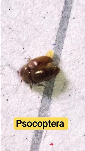Psocoptera insects #insects
