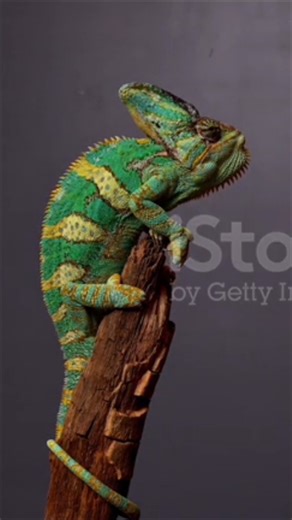 Facts about chameleons #wildlife #animals #animals