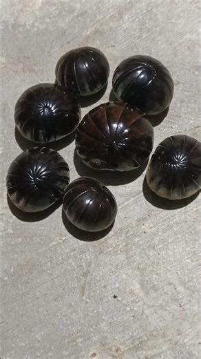 Wait… Why Is This Millipede So Cute? 😳🐛 #pillmillipede #shorts