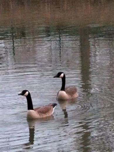 Canada Geese 4ever #fieldrecording #canadageese